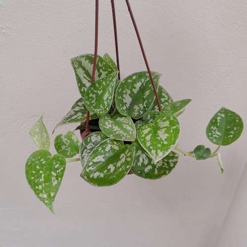 Folhagem Jiboia Prateada (Scindapsus pictus) no Vaso Cuia