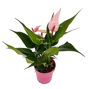 Mini Antúrio Rosa Planta Natural Adulta com Vaso Flor Linda