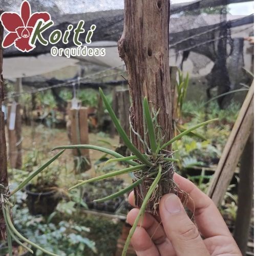 Orquídea Leptotes Bicolor - Pré Adulta