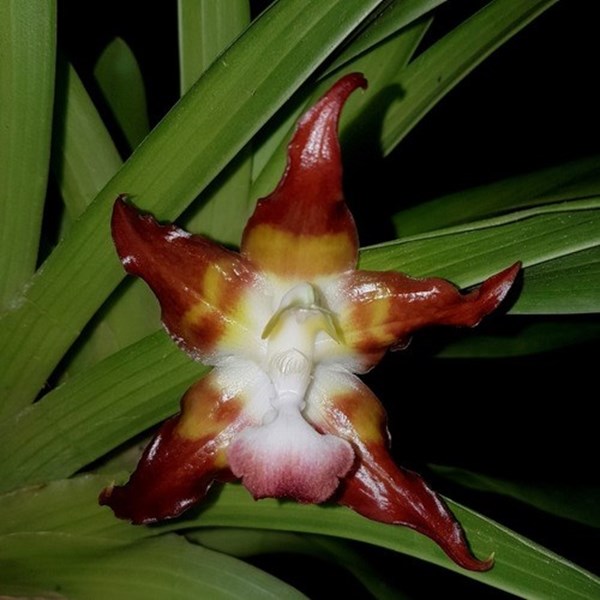 Orquídea Huntleya meleagris Planta Adulta Exótica Raridade !