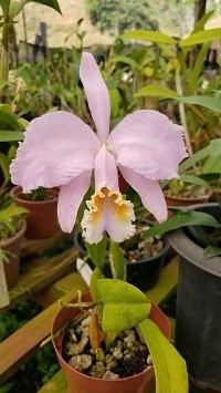 Cattleya mossiae ( coerulia x semi alba )