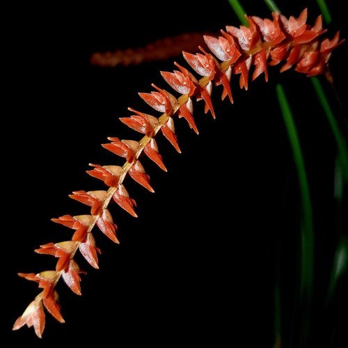 Orquídea Dendrochilum wenzelii Planta Adulta No Cachepot