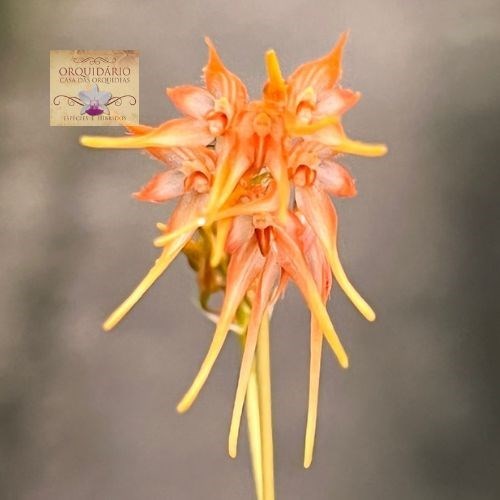 Orquídea Bulbophyllum taiwanense