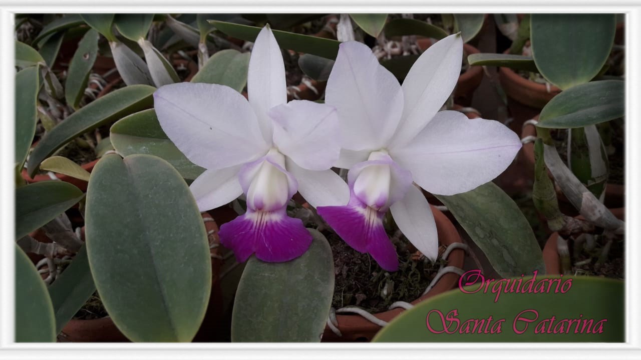 Orquídea Cattleya walkeriana S/Alba (Sano x Aquini Gloriosa)