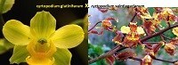 cyrtopodium ( glutiniferum x saintlegerianum )