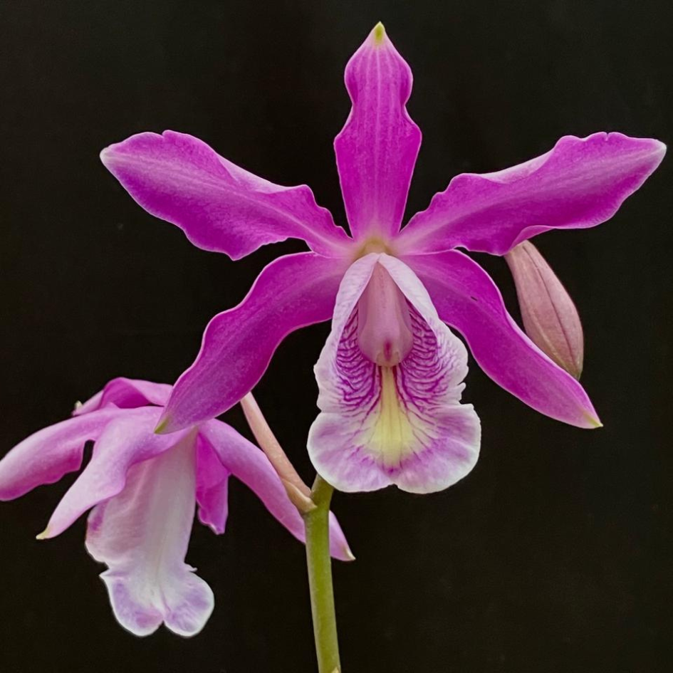 Myrmecophilla tibicinis x Laelia millerii