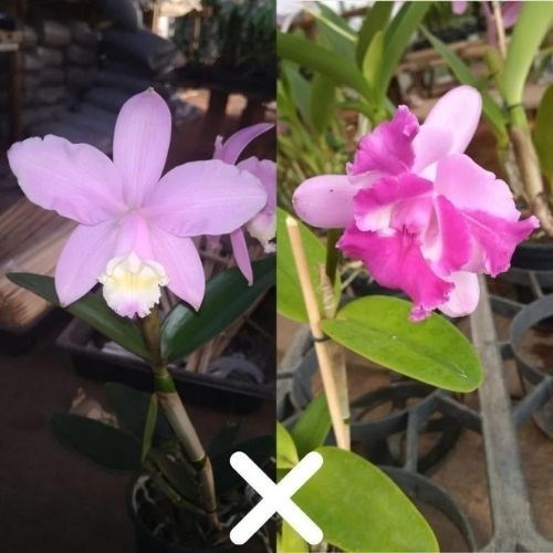 Orquídea Cattleya harrissoniae x Cattleya intermedia