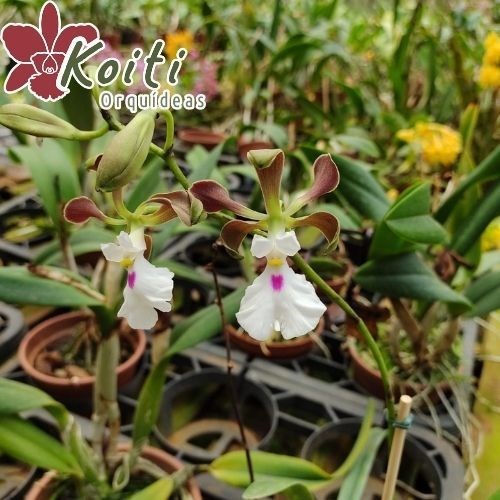 Orquídea Encyclia cordigera - Adulta