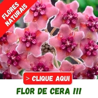 Flor de Cera....são lindas e naturais apesar do nome. Confira...