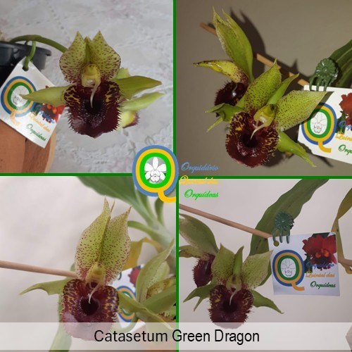 Catasetum Green Dragon - Adulto
