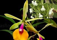 Epicattleya Rene Marques x Epidendrum densiflorum