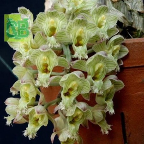Orquídea Clowesia amazonica - 0380