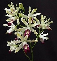 Myrmecophila albopurpurea