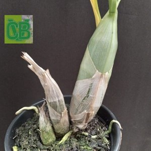 Orquídea Catasetum (J. Stivalli x pileatum) x (dupliciscutula) - S7073