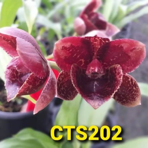 Fredclarkeara After Dark ''Baker's Burgundy Smile' - Adulto