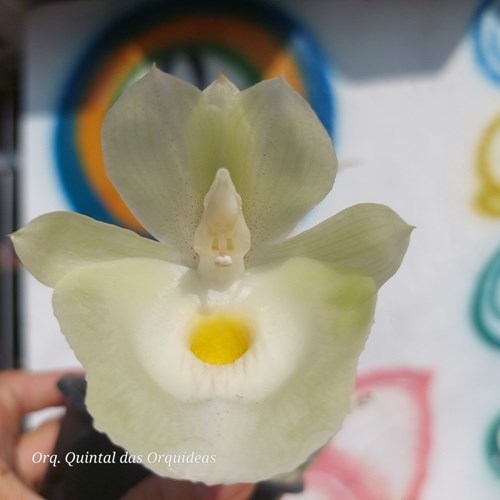 Catasetum Pileatum sp white - Adulto