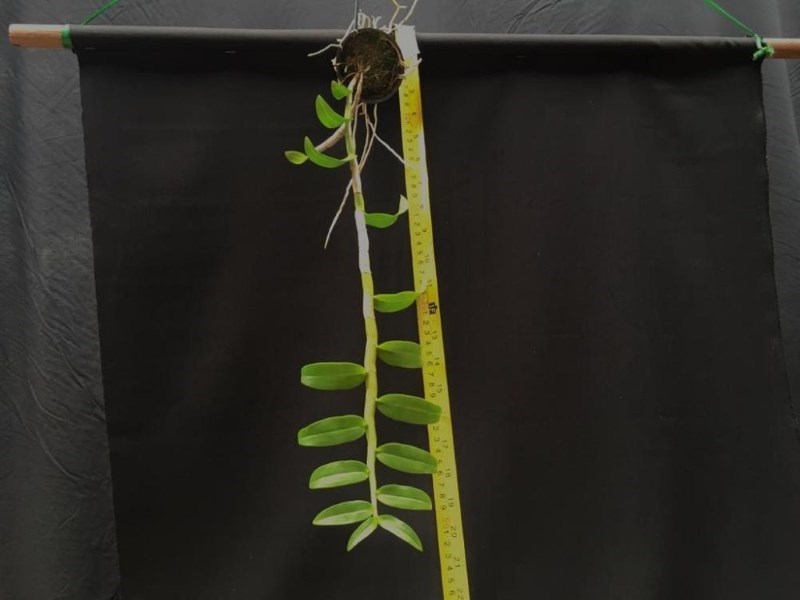 Dendrobium Anosmum Tipo 