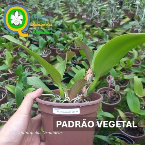 Rlc. Thongsupran Gold #4 - ADULTO