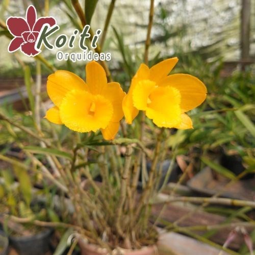 Orquídea Dendrobium Dixanthum - Adulta