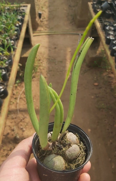 Micro Orquídea Acianthera adamantinensis ( =Pleurothallis adamantinensis) - "Orquídea Suculenta "