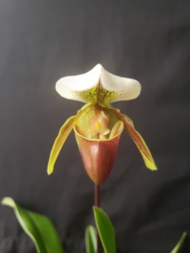 Orquidea Kit 4 Orquídeas Raras!!!