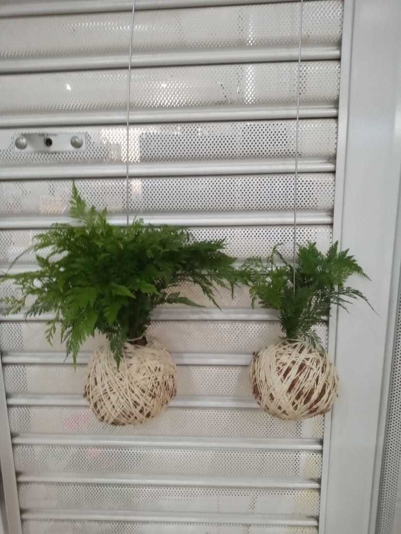 Kokedama de Folhagem Renda Francesa pequena