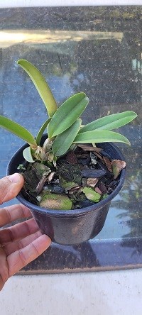 Cattleya percevaliana ( Tiago x Carla Porto ) 