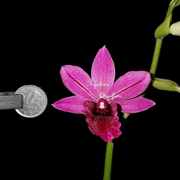 Orquídea Phaiocalanthe Capuz de Freira Planta Adulta - Orquiloja