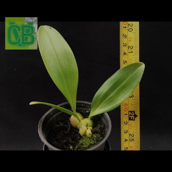 Orquídea Bulbophyllum graveolens - Cód. S0523