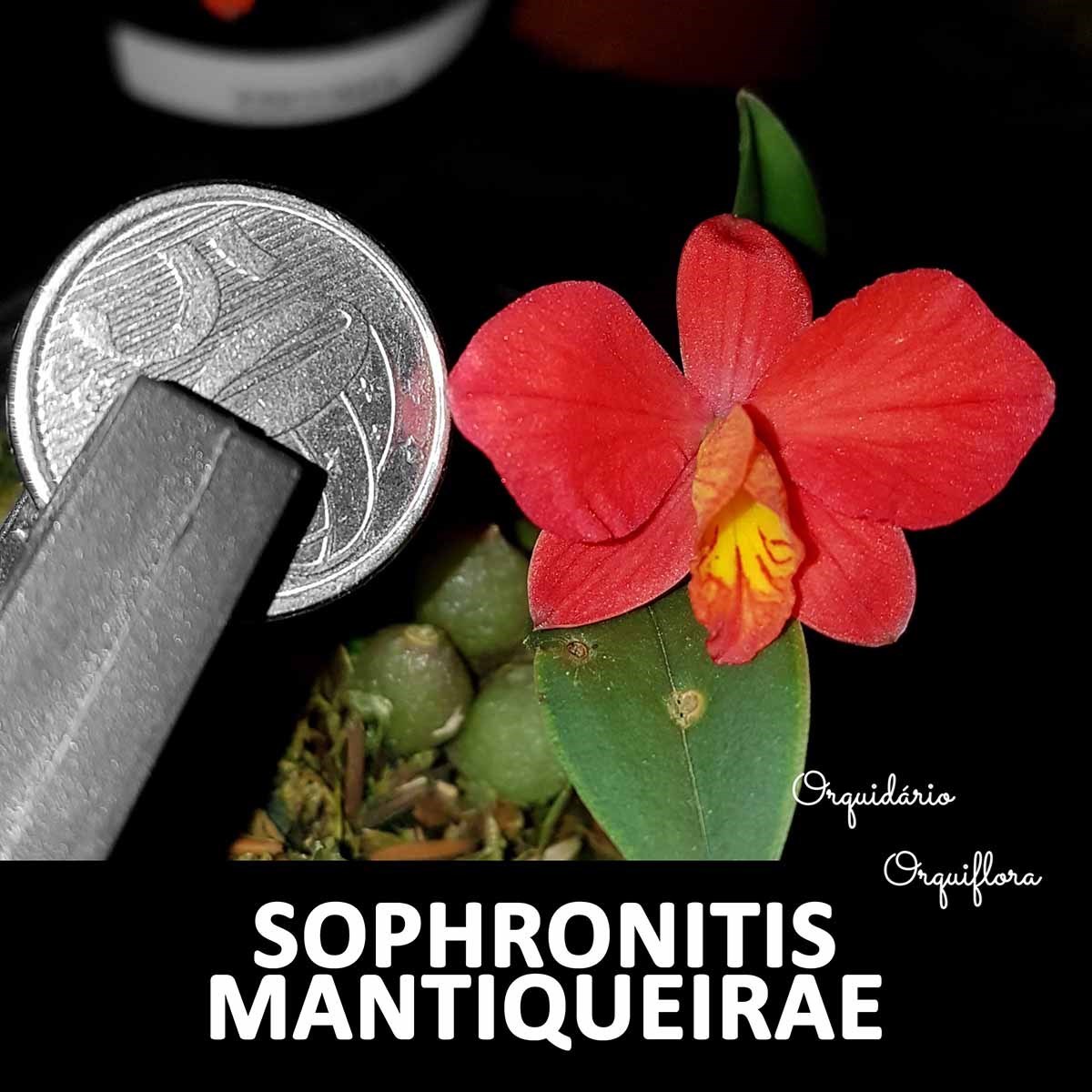 Mini Orquídea Sophronitis mantiqueirae Planta Adulta