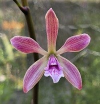 Kit com 10 cruzamentos envolvendo Hoffmannseggella 