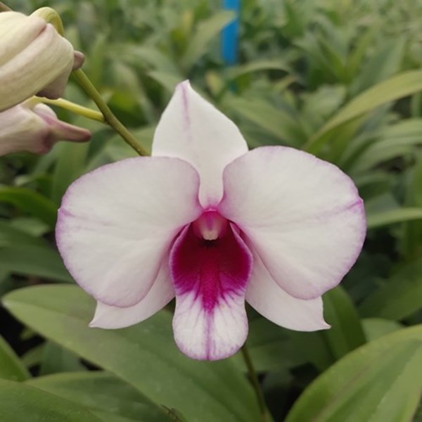 Orquídea Dendrobium white caress (Denphal) - Adulto - Orquiloja