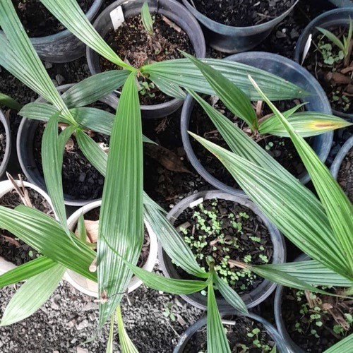 Spatoglotis exótica (cores diversas)