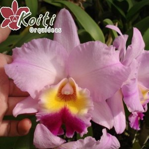 Orquídea Potinara William Farrel 'Pastel Parade' - Adulta