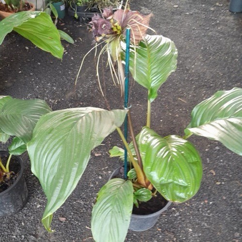 Flor Morcego (Tacca chantrieri)