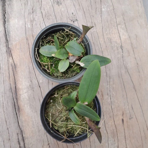 Orquídea Cattleya amethystoglossa