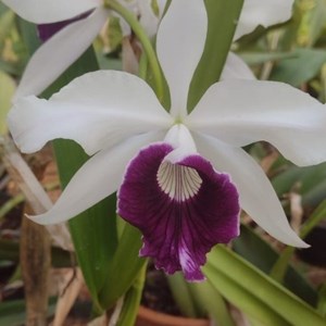Orquidea Laelia Purpurata (Roxo violeta)