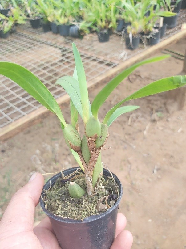 Orquídea Maxillaria variabilis "Black"