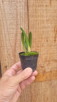 Hoffmannseggella briegeri