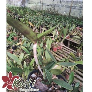 Orquídea Cattleya Amethystoglossa Variedade Aurea “Vassoural” x Self - Pré Adulta