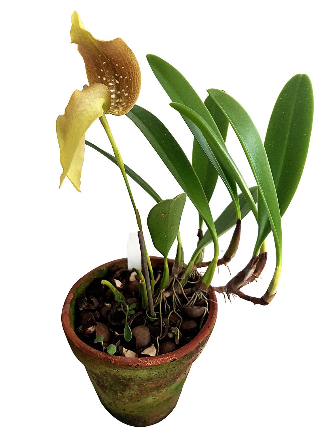 Orquídea Bulbophyllum grandiflorum Planta Adulta Com Vaso