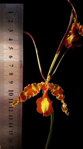 Orquídea Borboleta. Super Raridade Floresce Ano Todo!!!