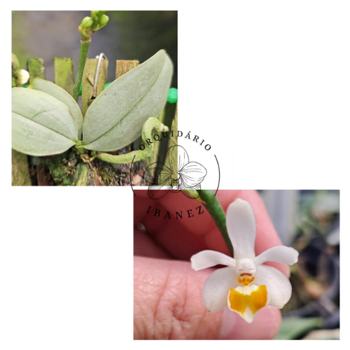 PHALAENOPSIS MALIPOENSIS (YELLOW FORM)