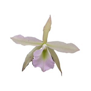 Orquídea Blc. Jimminy Cricket orchidglade  x (C. Pão de açúcar x C. Pedra da Gávea)