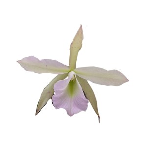 Orquídea Blc. Jimminy Cricket orchidglade x (C. Pão de açúcar x C. Pedra da Gávea)