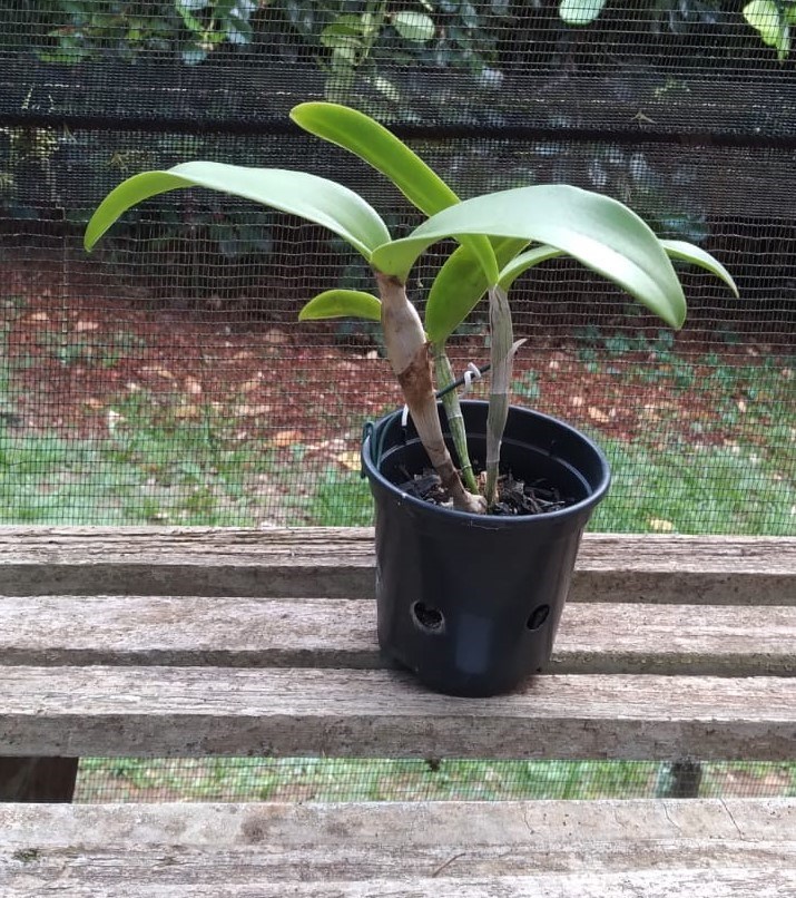Cattleya (bicolor x aurantiaca)