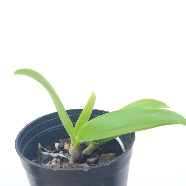 Cattleya forbesii x Cattlianthe Gold Digger 