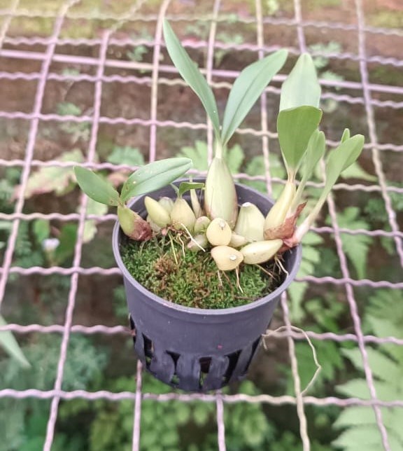 Bulbophyllum falcatum var. Velutinum