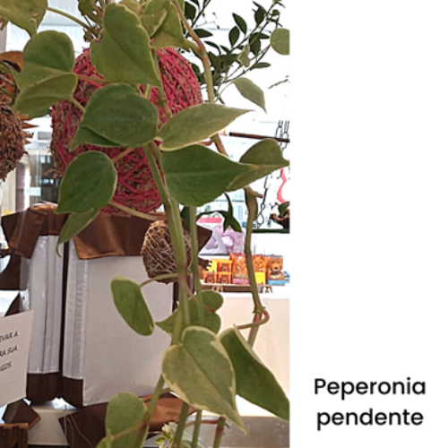 Kokedama de Folhagem Peperonia pendente