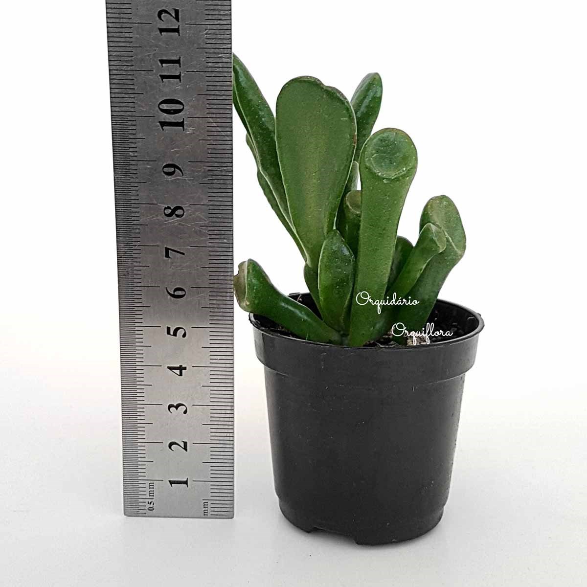 Suculenta Orelha de Shrek ( Crassula Gollum )